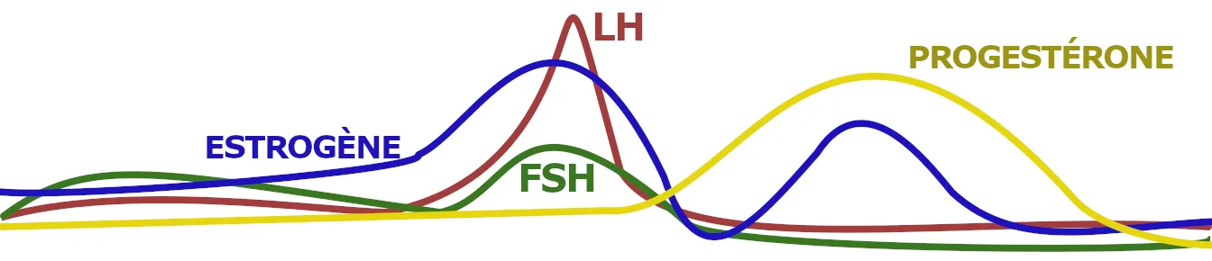 Estrogène, la LH et la FSH atteignent tous leur sommet autour de l'ovulation. La progestérone atteint son sommet après l'ovulation.